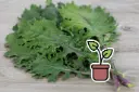 Planton bio de Chou Kale 'Russe Rouge'