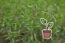 Bio-Setzling Bohnenkraut
