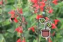 Bio-Setzling Salbei (Salvia), Flämmchen