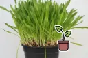 Seedling Mix 'Cat Grass'