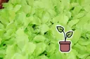 Planton bio de Légume Asiatique, Pai Tsai