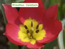 Tulipano selvatico 'Red Beauty'