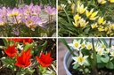 Wildtulpen 'Mischung'