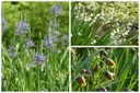 Bienenmischung 'Am Teich'
