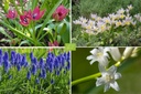 Mélange de bulbes pour Abeilles 'Bain De Soleil'