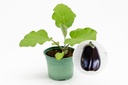 Seedling, Eggplant, Black Beauty