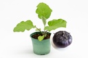 Planton bio d'Aubergine 'Obsidien'