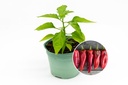 Seedling, Sweet pepper, Corno di toro rosso