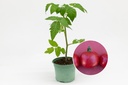 Seedling, Tomato, Roses de Berne