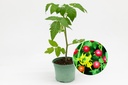 Seedling, Tomato, Peruvian Wild Tomato