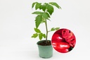 Seedling, Tomato, San Marzano (Elba type)