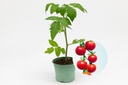 Planton bio de Tomate 'Type Cherry rouge'