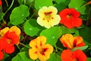 Seedling, Nasturtium, Simple mix