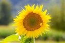 Planton bio de Tournesol 'Soleil d'Italie'