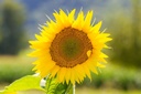 Seedling, Sunflower, Italian sun