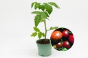 Seedling, Tomato, Black Crimean