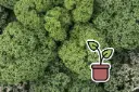 Planton bio de Chou Kale 'Langue d'alouette'