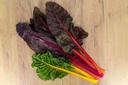Planton bio de Côte de bette multicolore 'Surprise'
