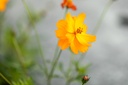 Planton bio de Cosmos sulfureux 'Orange'