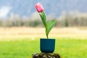 Tulipano 'Big Love'