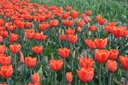 Tulipe 'Ad Rem'