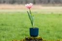 Tulipe 'Salmon Impression'