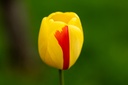 Tulipe 'Novi Sun'