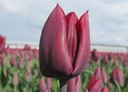 Tulipe 'Ronaldo'