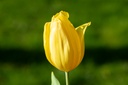 Tulipe 'Strong Gold'