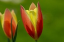 Tulipe De L'Écluse 'Taco'