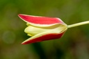 Tulipe De L'Écluse 'Tinka'