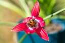Tulipe 'Little Beauty'
