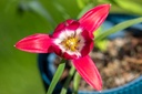 Tulipe 'Tiny Timo'