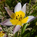 Tulipe sauvage 'de Crête'