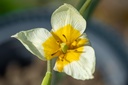 Tulipe sauvage 'du Turkestan'