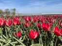 Tulipe 'Red Beauty'