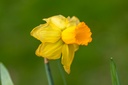 Narcisse 'Jetfire'