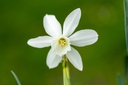 Narcisse 'Thalia'