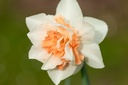 Narcisse 'Replete'