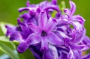 Jacinthe 'Blue Pearl'