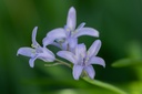 Jacinthe d'Espagne 'Bleu'