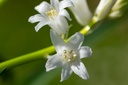 Jacinthe d'Espagne 'Blanche'