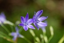 Brodiae 'Corrina'