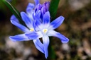 Gloire Des Neiges De Forbes 'Blue'