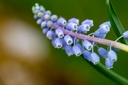 Armenisches Muscari