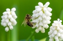 Muscari 'White Magic'
